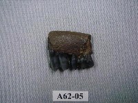 藏品(小鹿下顎)的圖片